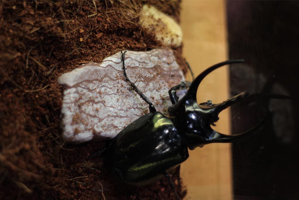 horned-beetle