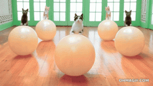 funny-cat-aerobics-on-exercise-balls